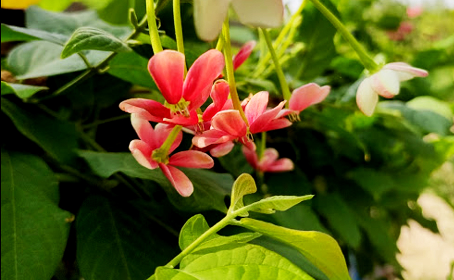 Download Pretty Photo Gallery