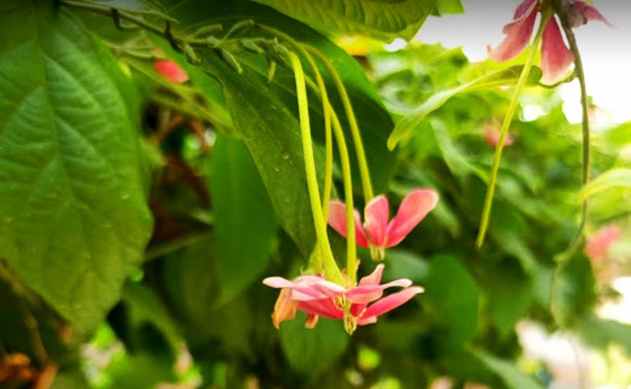 Download Pretty Photo Gallery